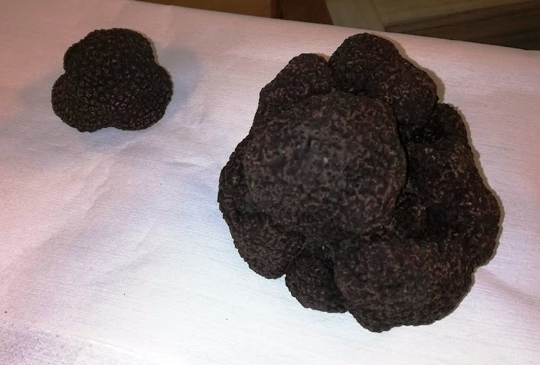 Trufa Negra Argentina – Trufas del Nuevo Mundo