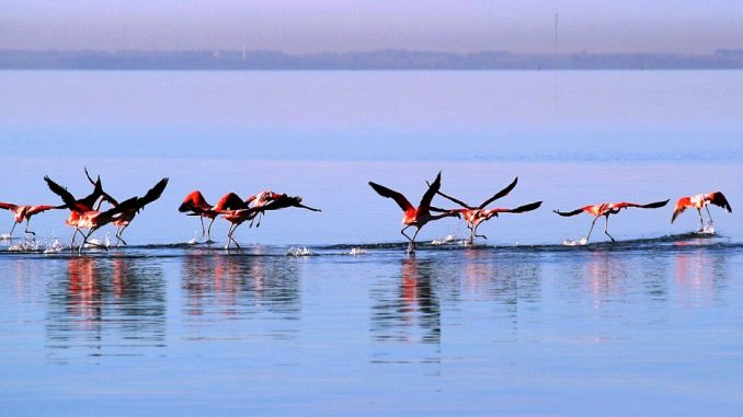 flamencos