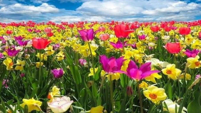 flores-primavera-1552534247302