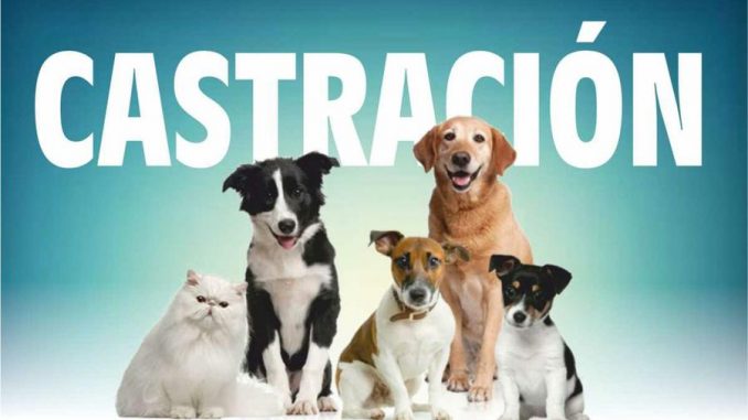 castracion