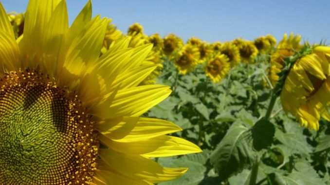girasolcampo11