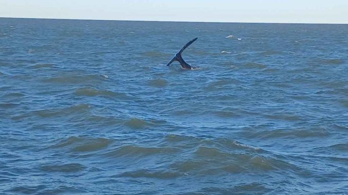 ballenas