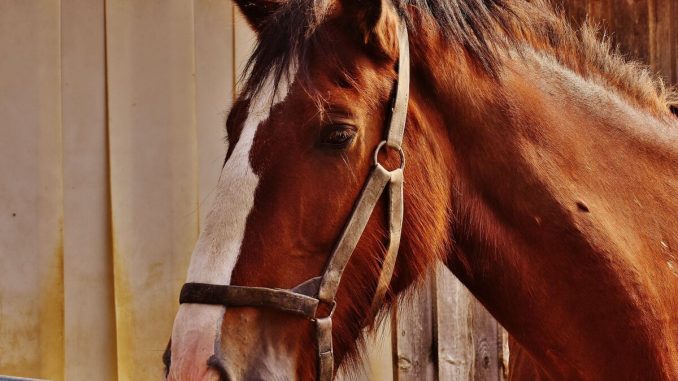 801076-caballo_0